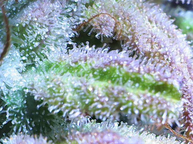 Growreport Bild 22