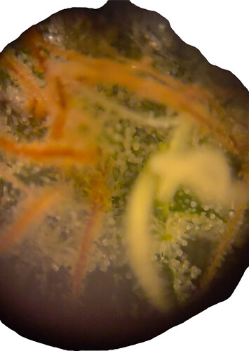 Growreport Bild 6
