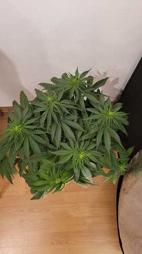 Growreport Bild 17