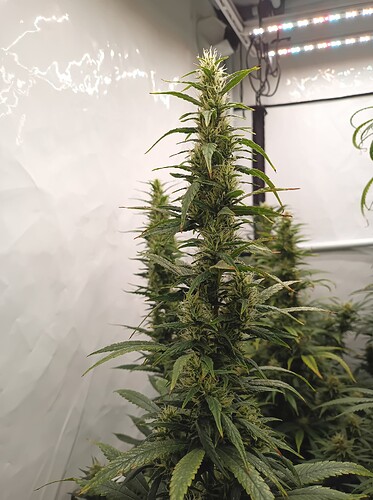 Growreport Bild 11
