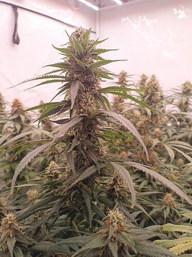 Growreport Bild 33