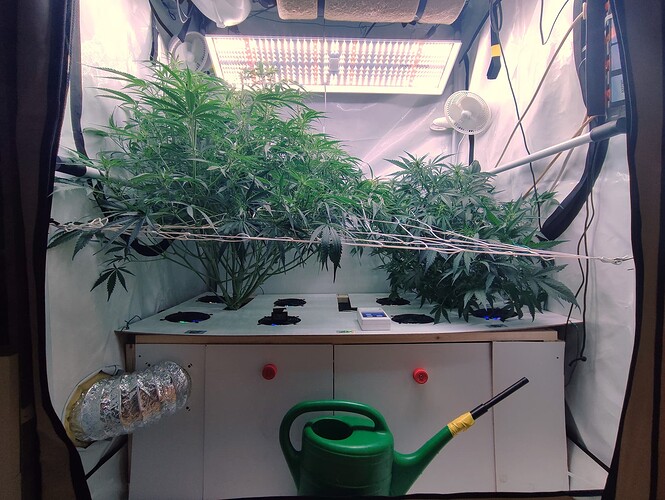 Growreport Bild 3