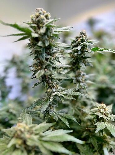Growreport Bild 4