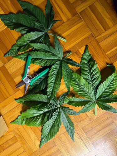 Growreport Bild 15