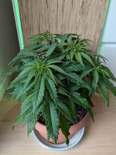 Growreport Bild 4
