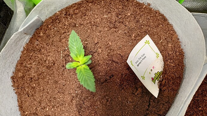 Growreport Bild 2
