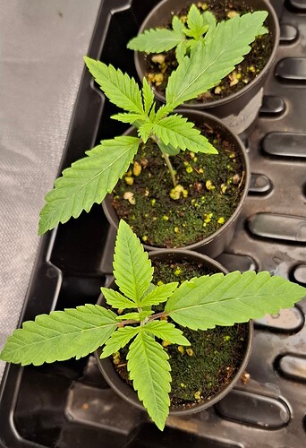 Growreport Bild 2