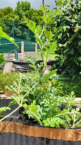 Growreport Bild 28