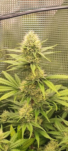 Growreport Bild 27