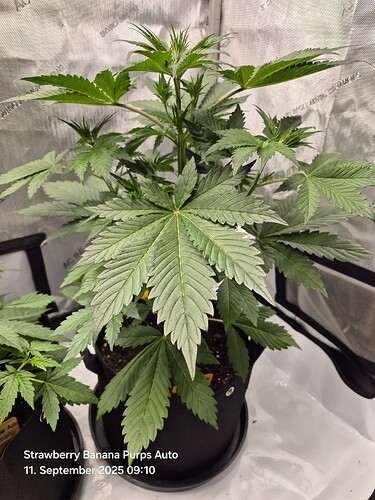 Growreport Bild 4