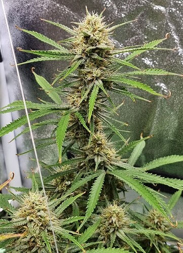 Growreport Bild 55
