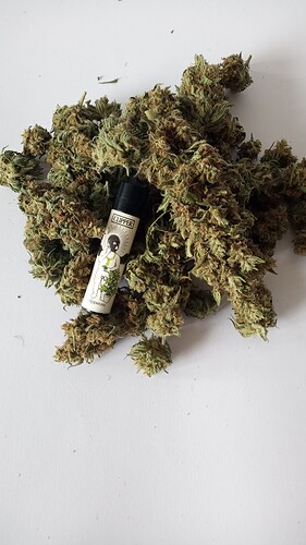 Growreport Bild 1