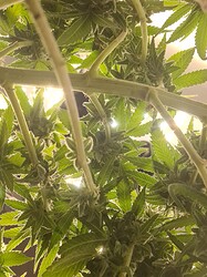 Growreport Bild 110