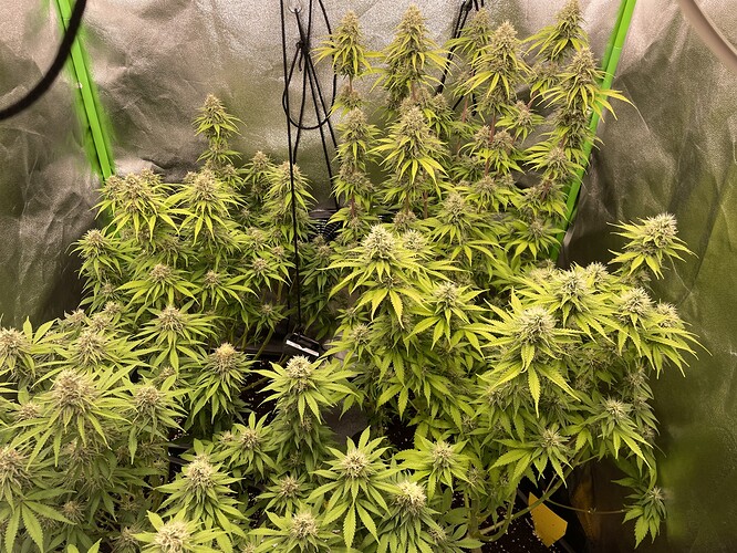 Growreport Bild 11