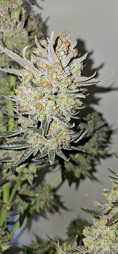 Growreport Bild 70