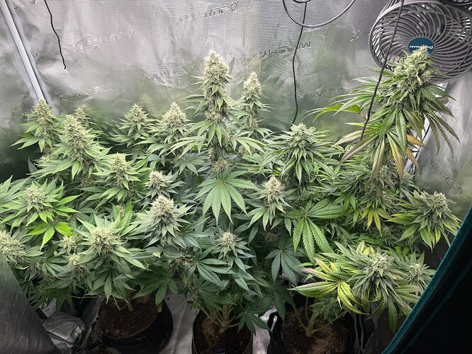 Growreport Bild 1