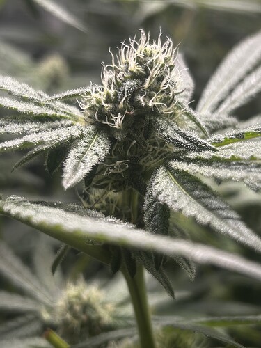 Growreport Bild 6
