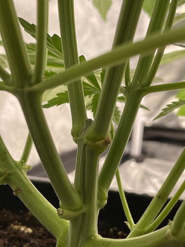 Growreport Bild 12