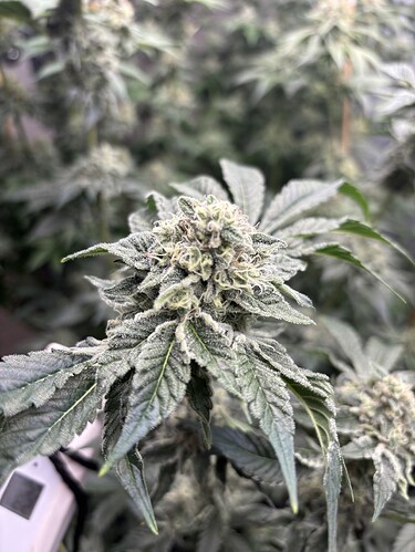 Growreport Bild 23