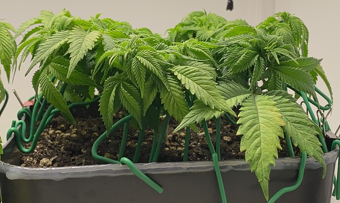 Growreport Bild 19