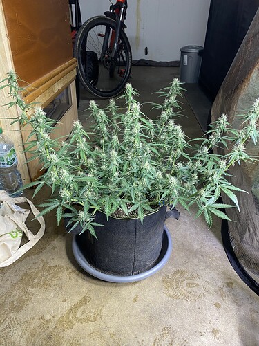Growreport Bild 49