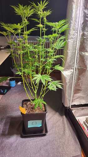 Growreport Bild 7