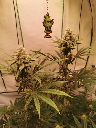 Growreport Bild 3