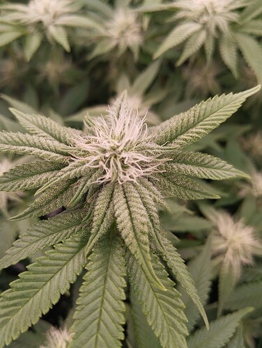 IMG_20250203_203700 - Kopie