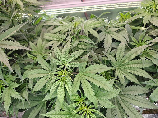 Growreport Bild 2