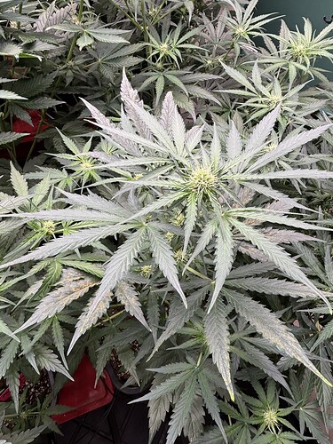 Growreport Bild 27