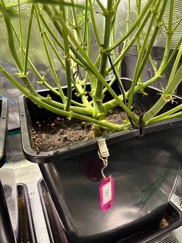 Growreport Bild 16