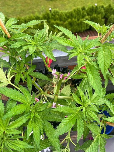 Growreport Bild 2