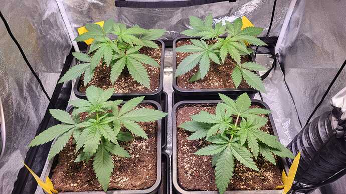 Growreport Bild 13