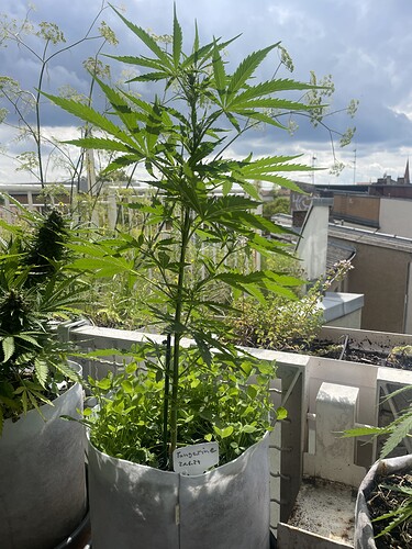 Growreport Bild 16