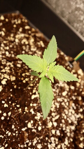 Growreport Bild 1