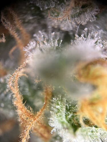 Growreport Bild 4