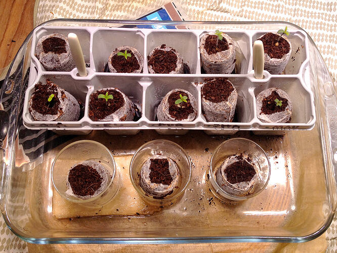 Grow26_0509_2
