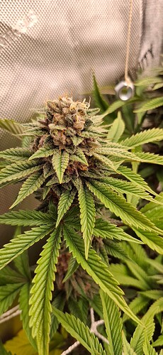 Growreport Bild 4
