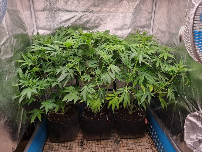 Mehrere Cannabis-Pflanzen in Stofftöpfen wachsen in einem Zelt.