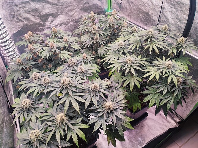 Growreport Bild 26