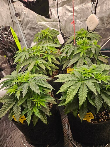 Growreport Bild 19