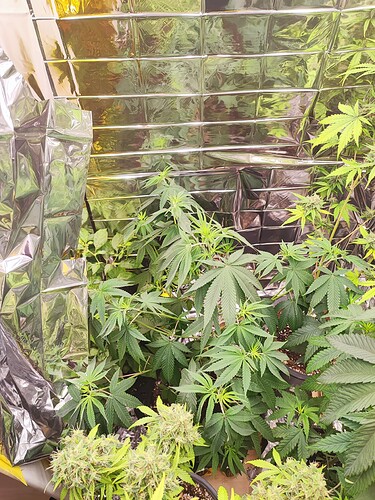 Growreport Bild 2