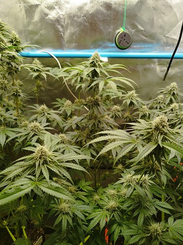 Growreport Bild 4