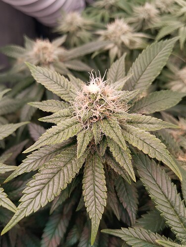 IMG_20250214_204552 - Kopie