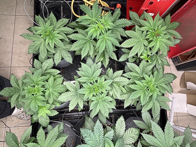 Growreport Bild 17