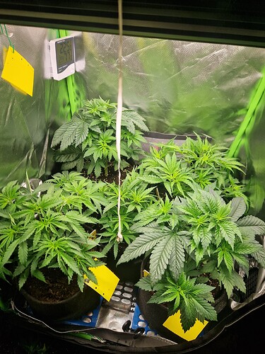 Growreport Bild 19