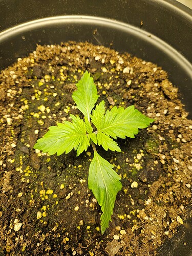 Growreport Bild 13