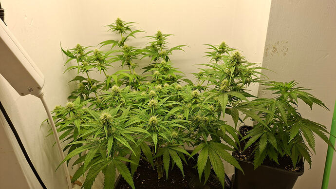 Growreport Bild 259