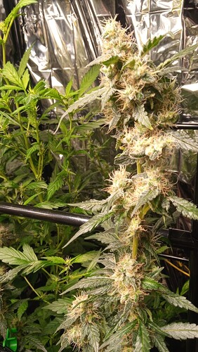 Growreport Bild 12