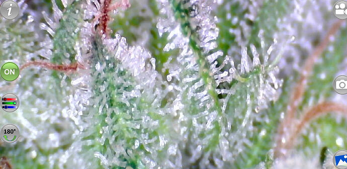 Growreport Bild 6